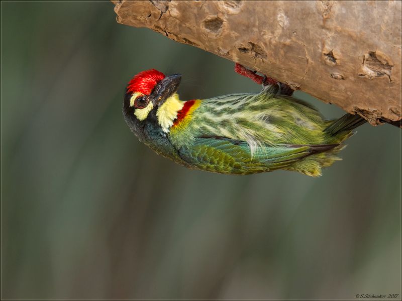 И снова Тайланд, и снова он - Красноголовый Бородастик. фото превью
