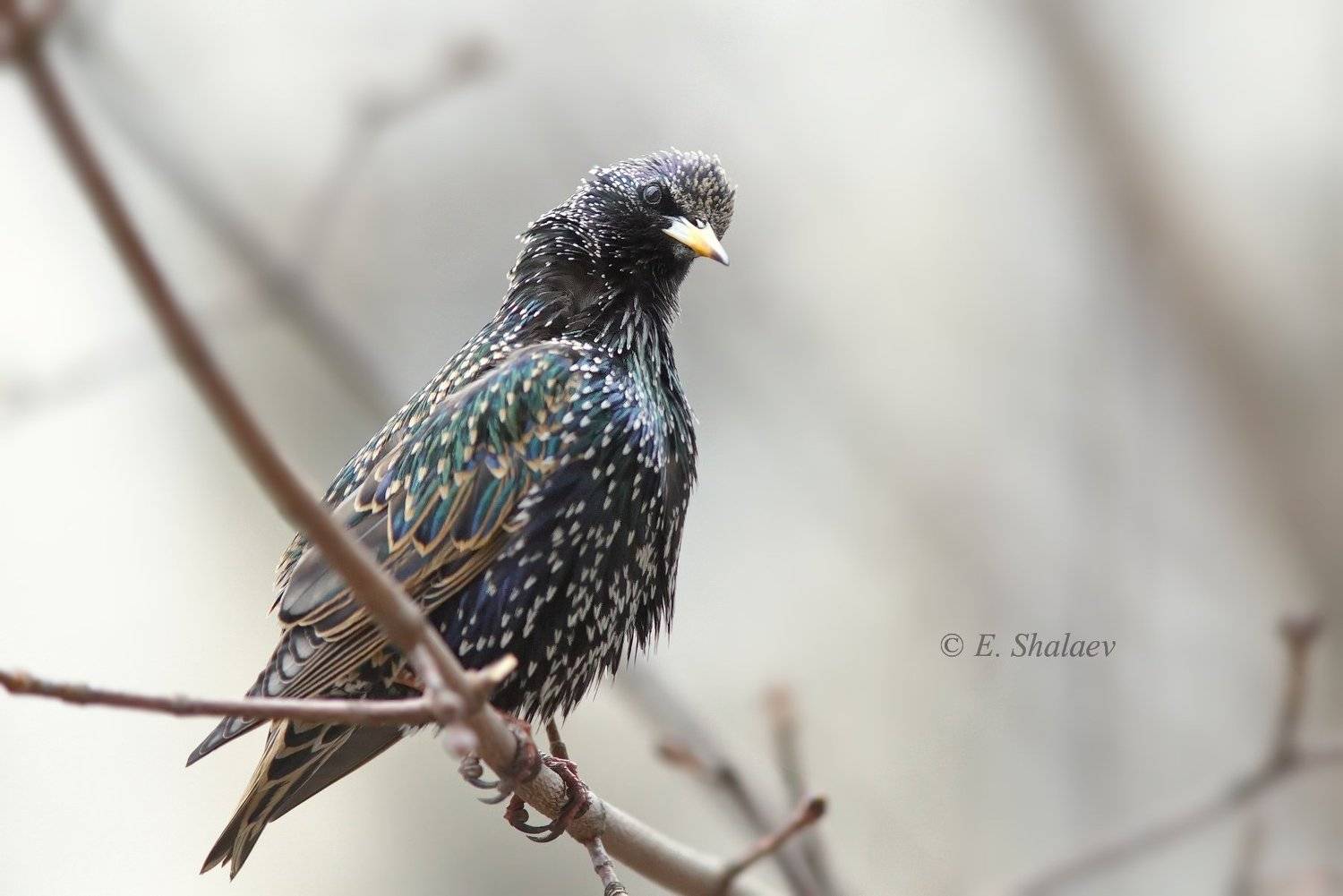 birds,european starling,sturnus vulgaris,обыкновенный скворец,птица,птицы,скворец,фотоохота, Евгений