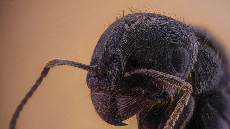 Ant / Муравей фото превью