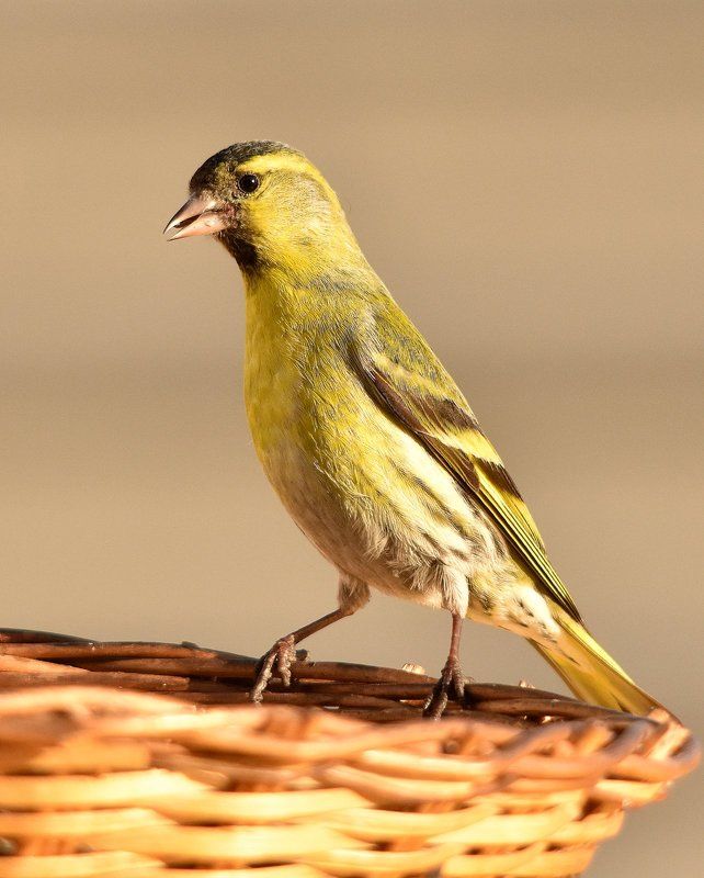 листопад Стойка фото превью