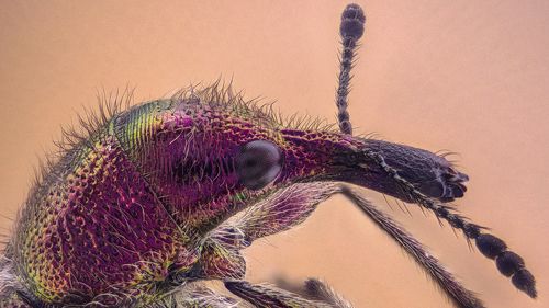 Beetle