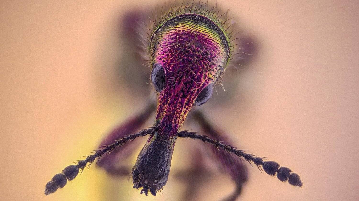 ceclii,macro,lgg4, extremmacro, Tsvetan Ganev