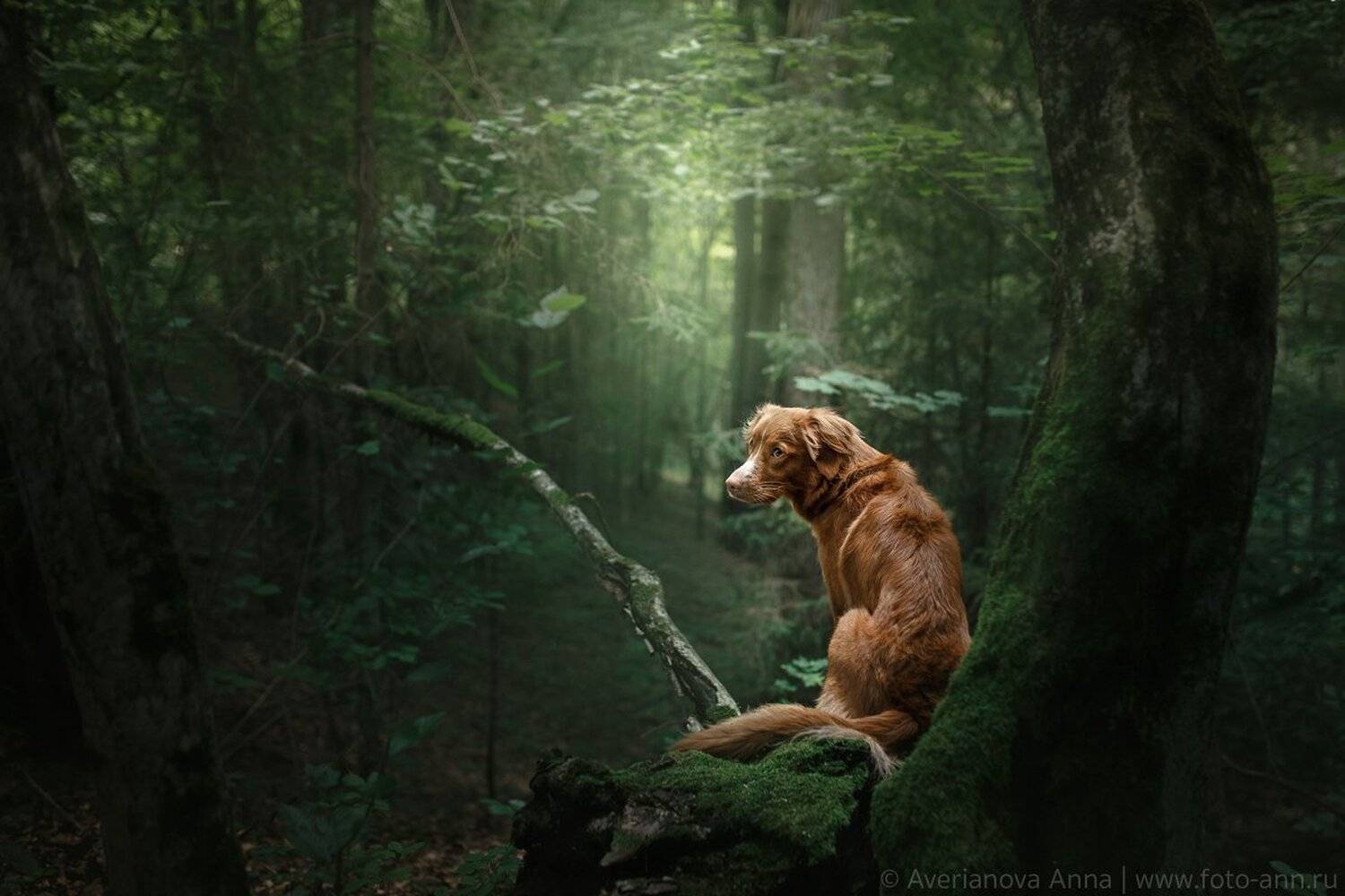 собака, лес, природа, Анна Аверьянова