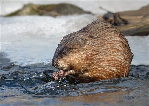 Подружился я с ондатрой...