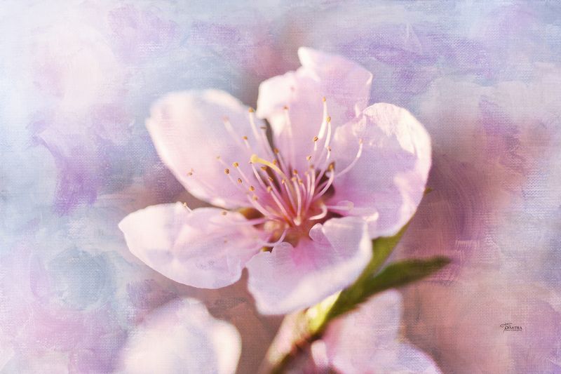 Уже весна фото превью