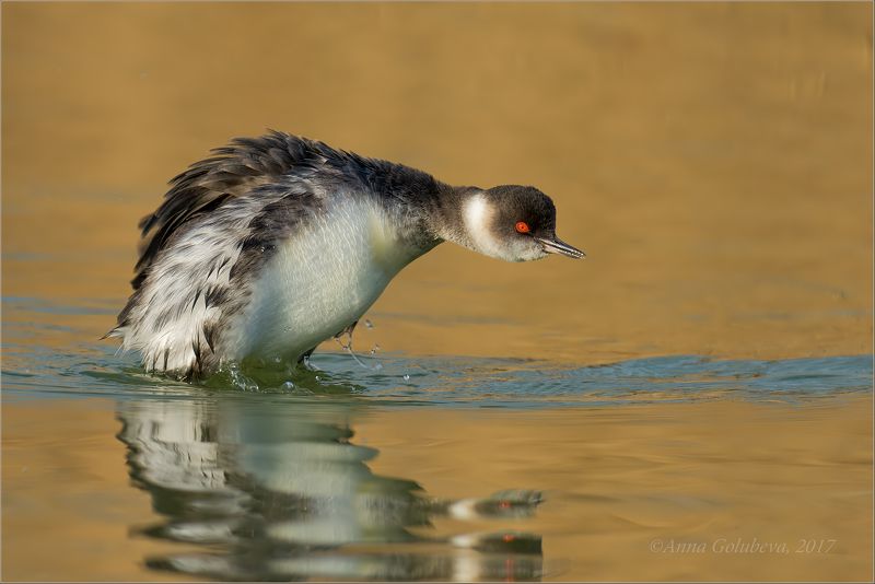 птицы, природа, поганка, podiceps nigricollis, black-necked grebe, черношейная поганка, весна, март, 2017, краснодарский край, новороссийск Черношейная фото превью
