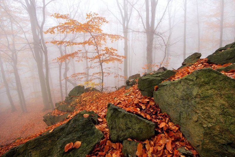 Czech republic, Ore Mountains, autumn, rocks, beeches, fog, mist, colors Autumn in the Forest фото превью