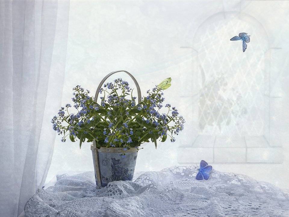 натюрморт, незабудки, бабочки, кружева, корзинка, Ирина Приходько