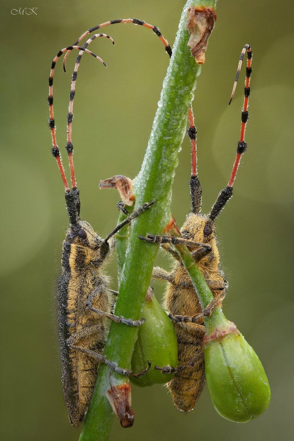 стеблевый, усач, agapanthia  pustulifera, Miron Karlinsky