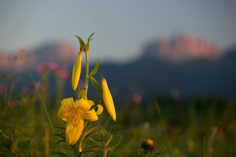 горные лилии, кавказ, природный парк, большой тхач, ночь, звезды, млечный путь, горы Про горные лилии фото превью