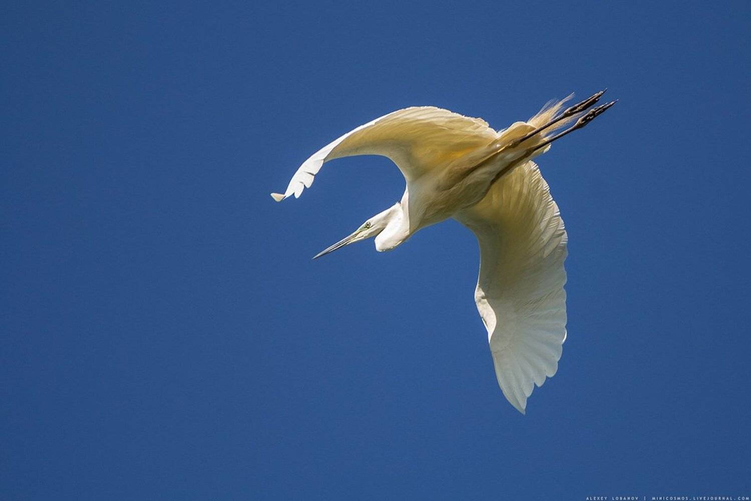 большая белая цапля, Алексей Лобанов