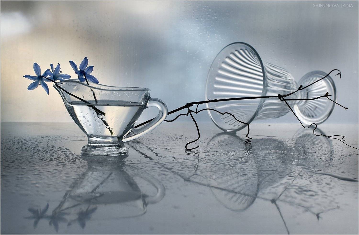 , Шипунова Ирина