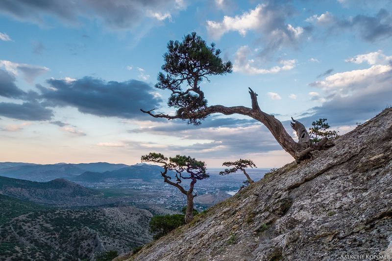 крым, россия, новый свет, судак, дерево, черное море, горы, природа, пейзаж, море, crimea, russia, novyi svet, sudak, tree, black sea, nature, landscape, sea Деревья Нового Света фото превью