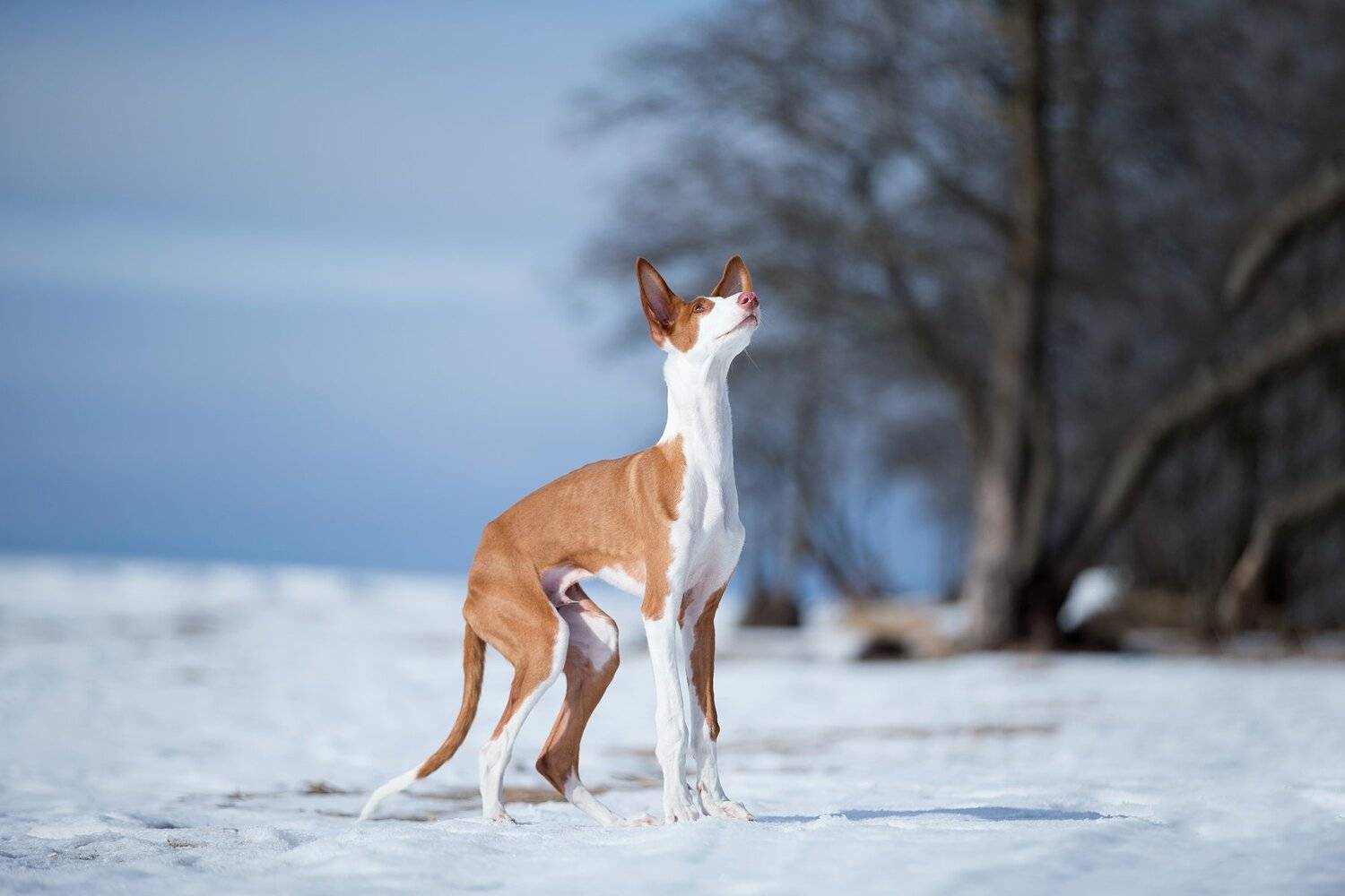собака, зима, снег, небо, весна, Светлана Писарева