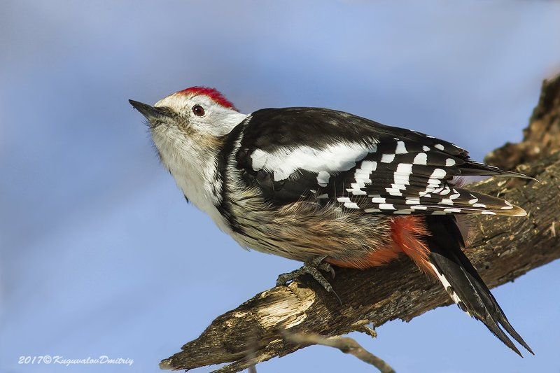Средний дятел фото превью