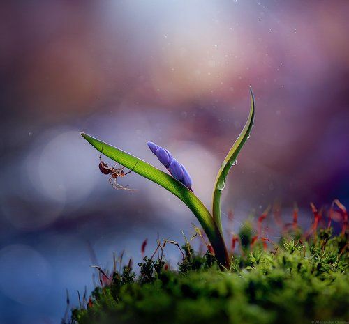 Антихрупкость