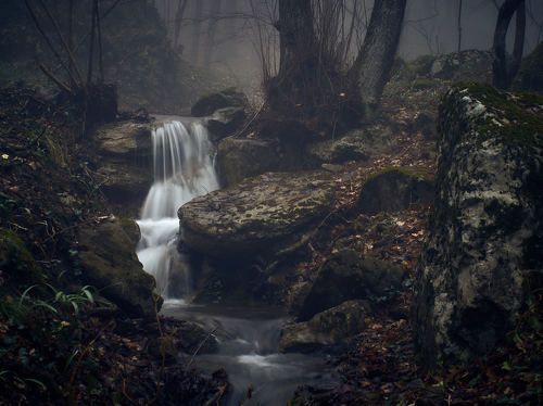Крымский лес