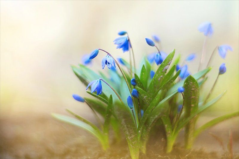 *** фото превью