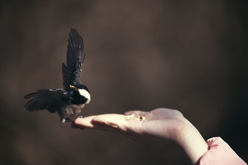 Валим, Мужики! фото превью
