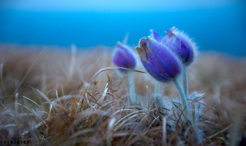 Засыпает Сон-трава.