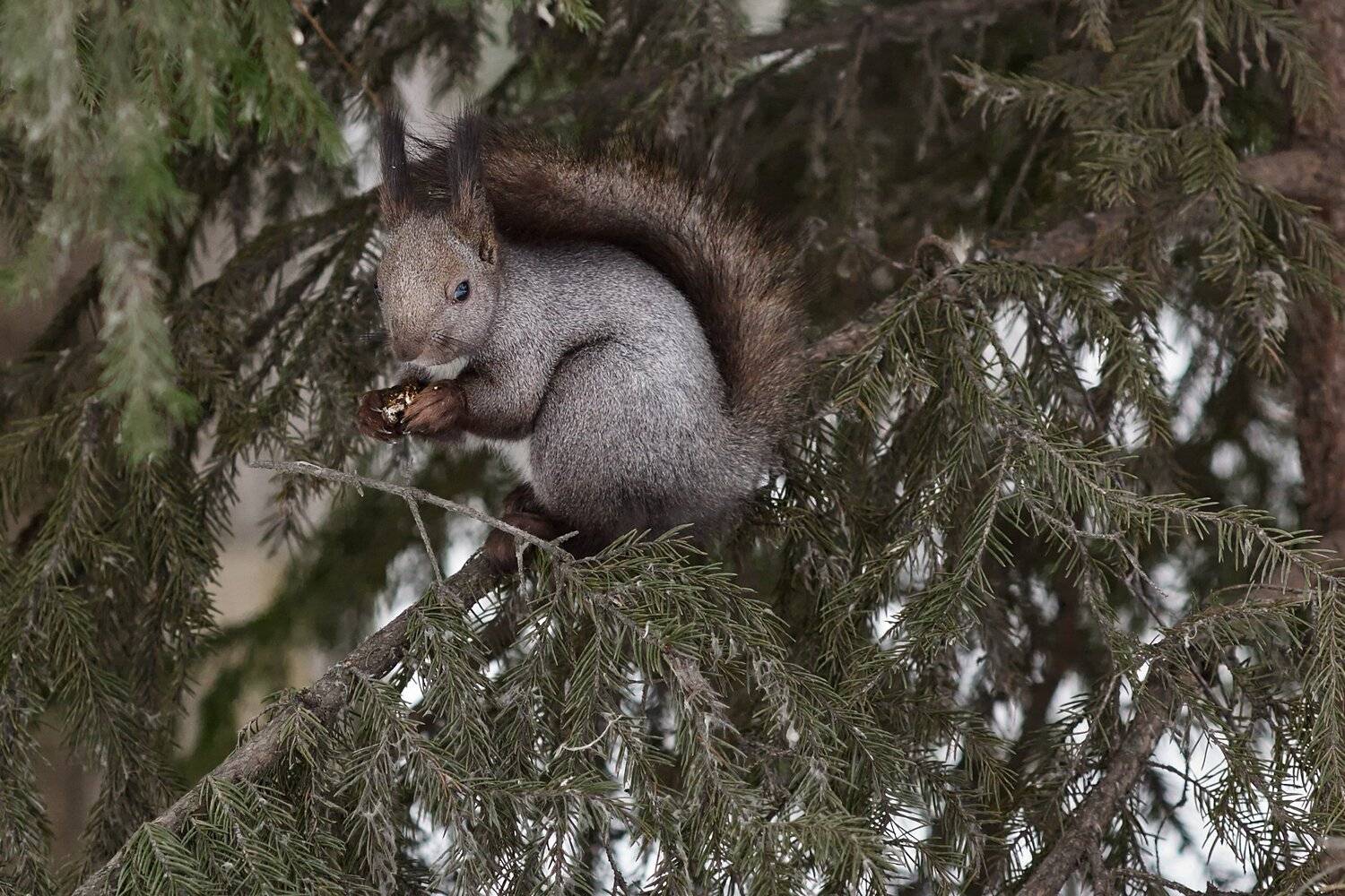 животные, белки, Цвелёв Дмитрий
