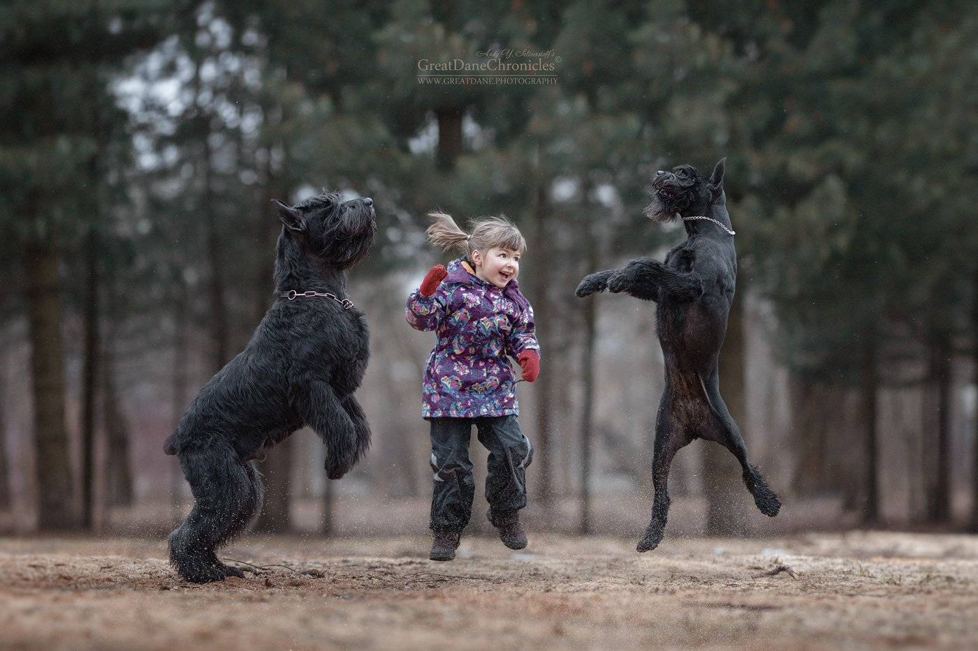 собаки, дети, Андрей Селиверстов