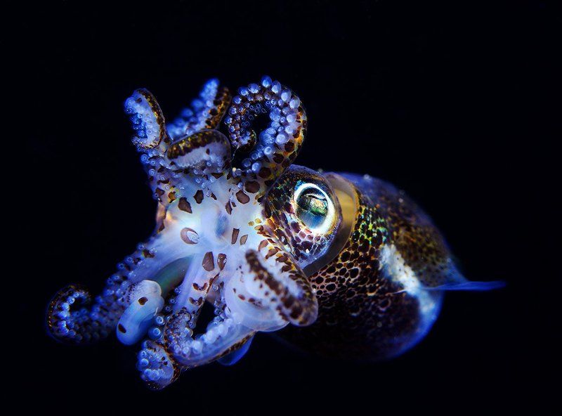 Мое портфолио на фестивале в Тахове(Чехия) 2017 год. фото превью