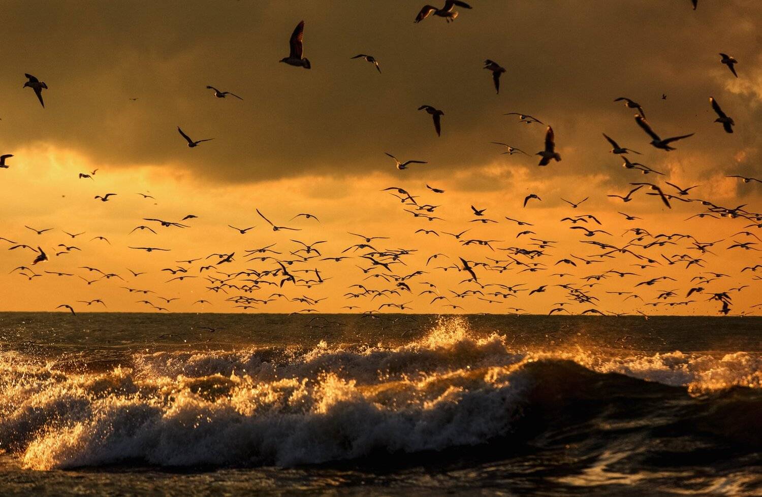 #чайки #море #солнце #шторм #сочи #природа #волны #брызги, Сергей Найбич