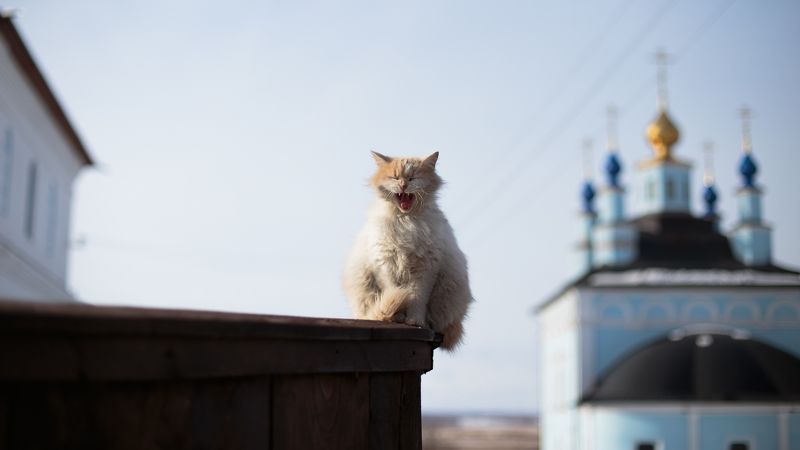 Введенско-Жабынские Коты, Коты, Монастырь, Весна Введенско-Жабынские Коты фото превью