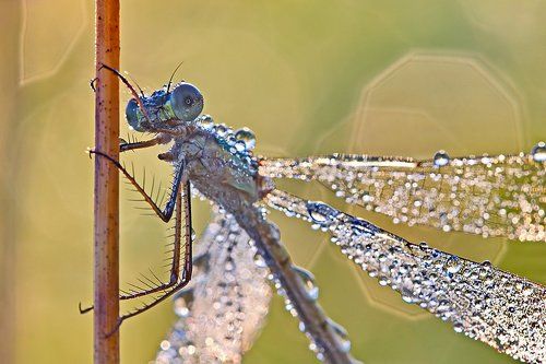 Про стрекоз