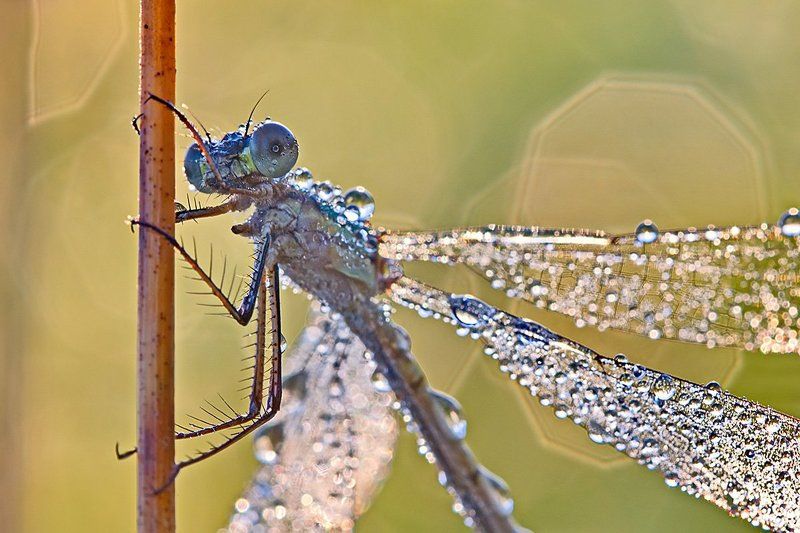 стрекоза, роса, насекомое, утро, природа, макро, боке Про стрекоз фото превью