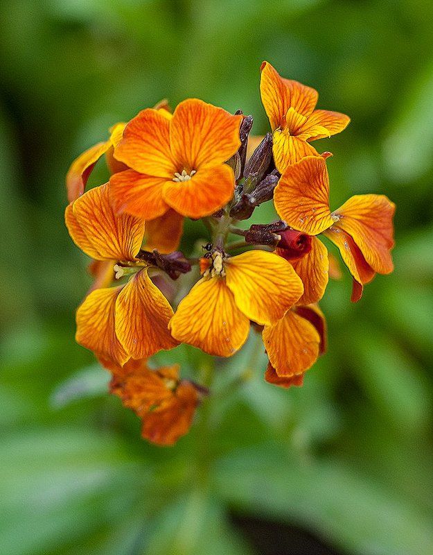 просто цветочек фото превью