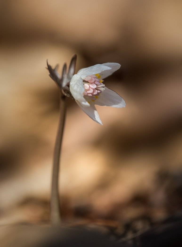 весенник звезчатый eranthis stellata, Евгений Слободской