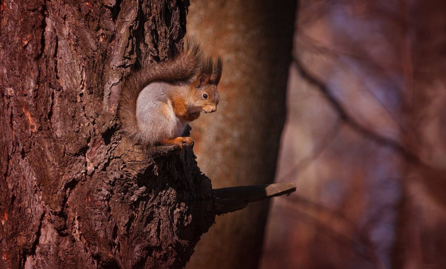 природа, лес, животные, Дмитрий Посевич
