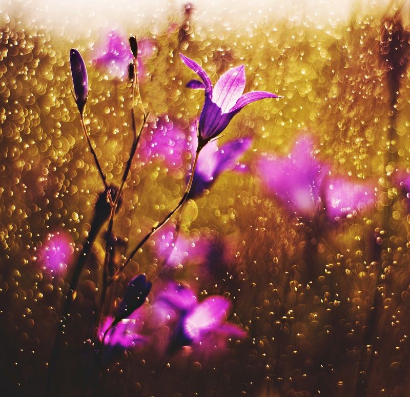 nature, nikon, flower, evening, pink, nice Flower* фото превью