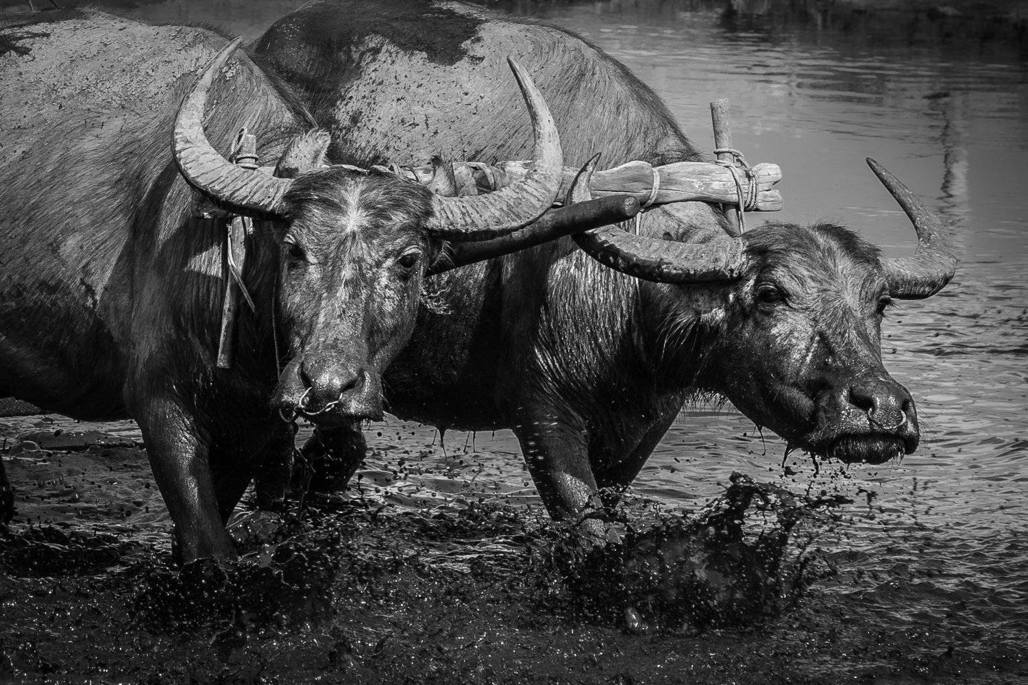 , Коростелев Юрий