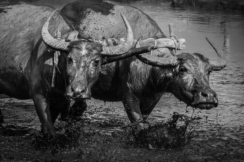 Работяги фото превью