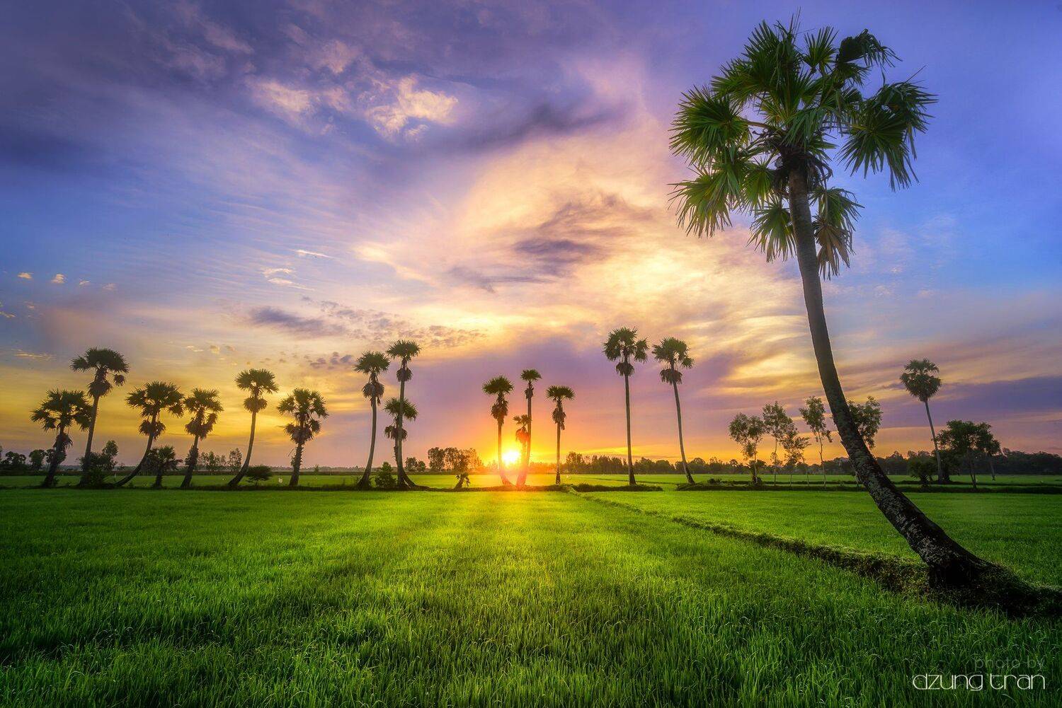 #jaggery  #tree #sunrise #sun #tinhbien, Dzung Tran
