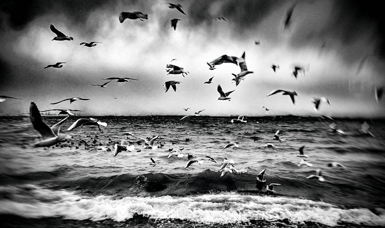 беготня, море, поток, суета, течение, хаос, чайки, черно-белое, шторм, Дмитрий Несветайлов
