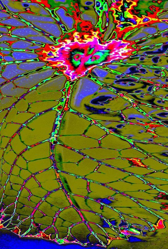 lotus  lotus leap stalk фото превью