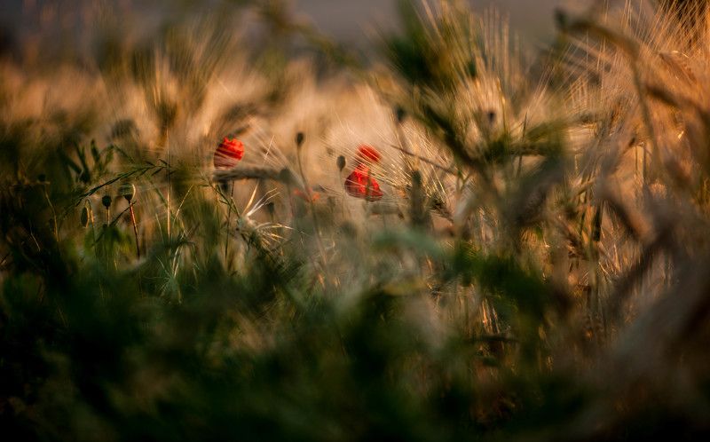  фото превью