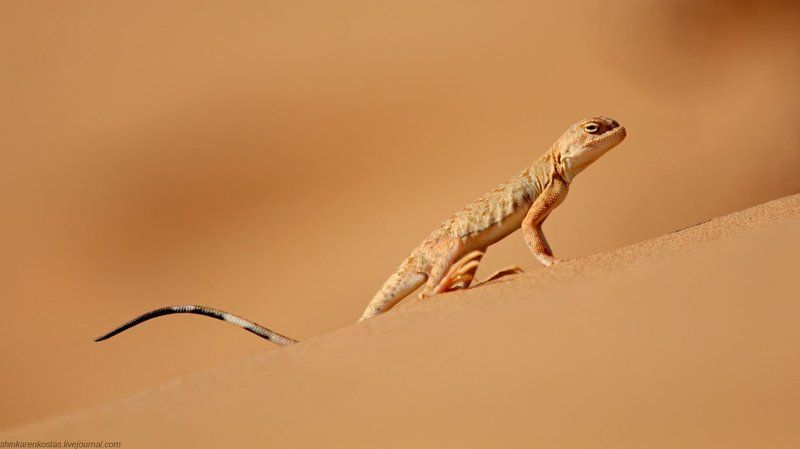 Горячо! фото превью