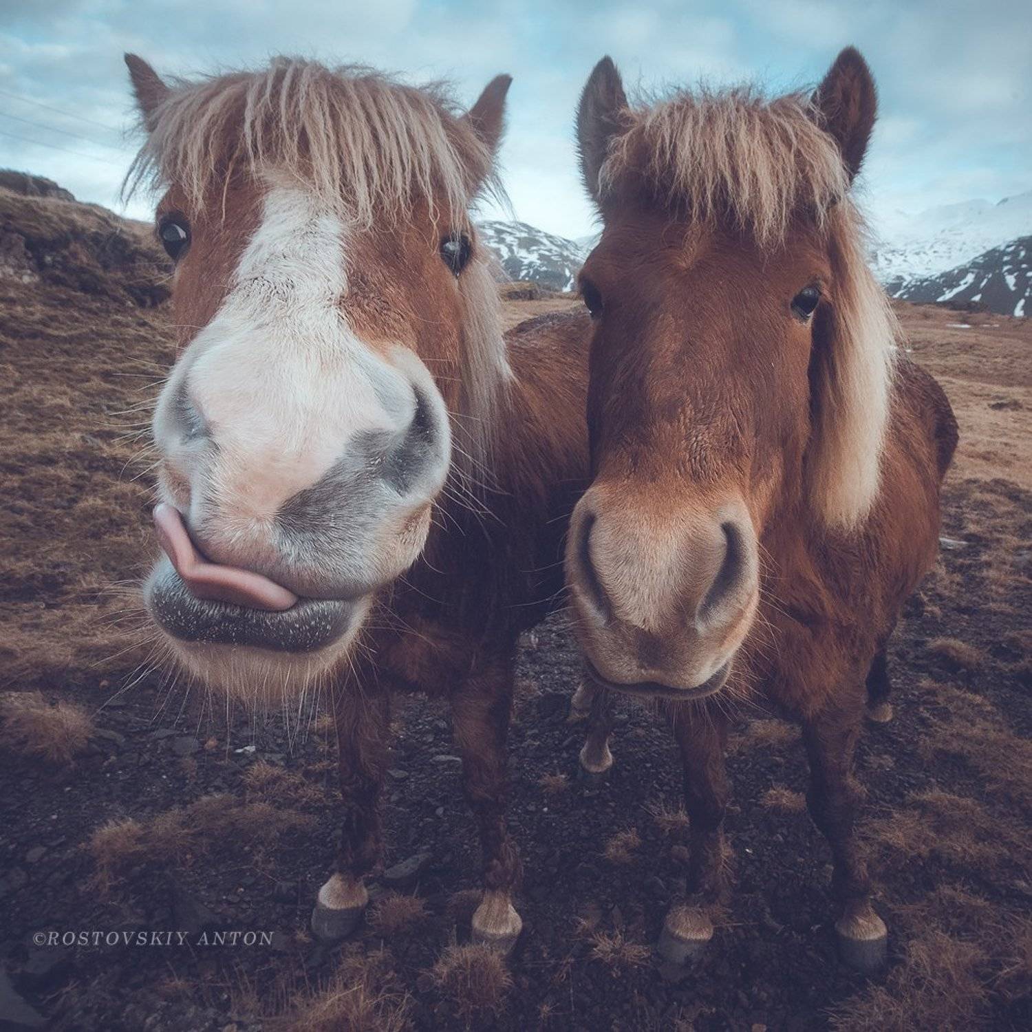 Исландия, кони, лошадь,, Антон Ростовский