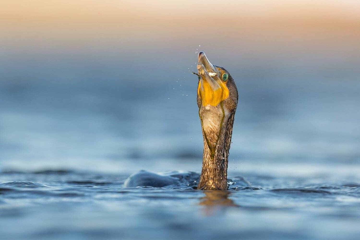 cormorant, Marcin Kaczmarkiewicz