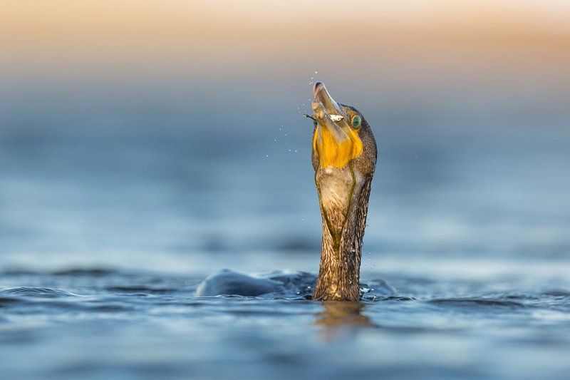 Cormorant with a stickleback фото превью