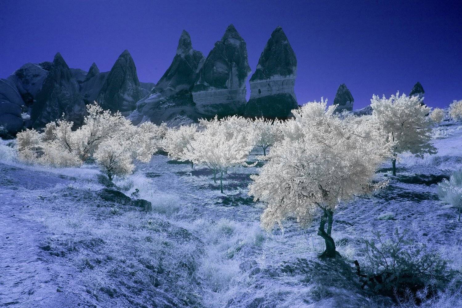ir,infrared,cappadocia,landscape,tree,пейзаж,каппадокия,инфракрасный, фильтр,, Олег Грачёв