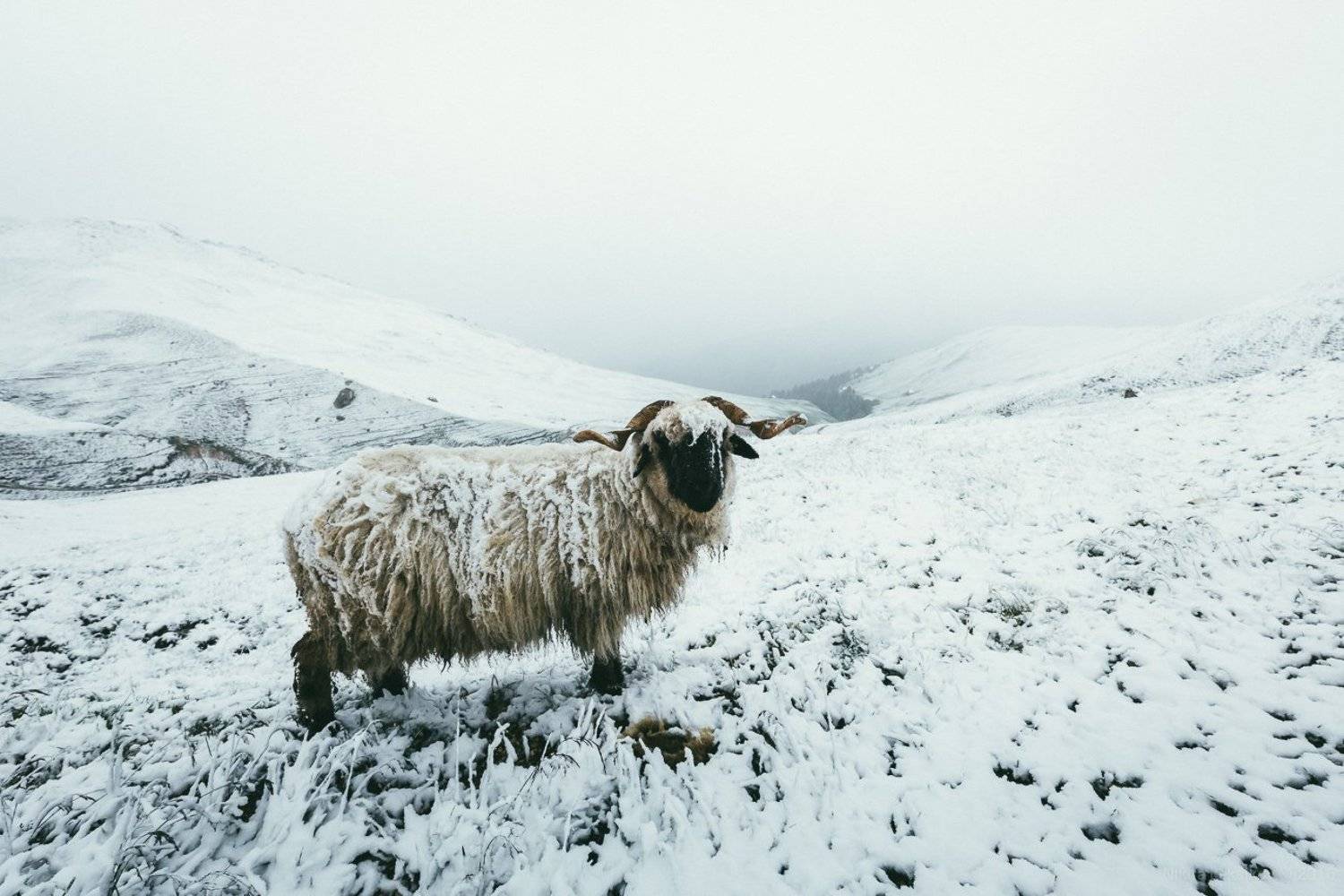 Италия, Доломиты, снег, горы, Альпы, Nikita Leksikov