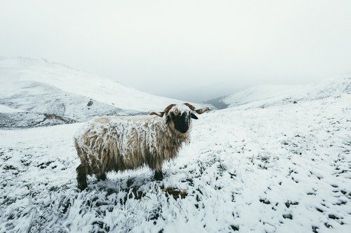 После снегопада