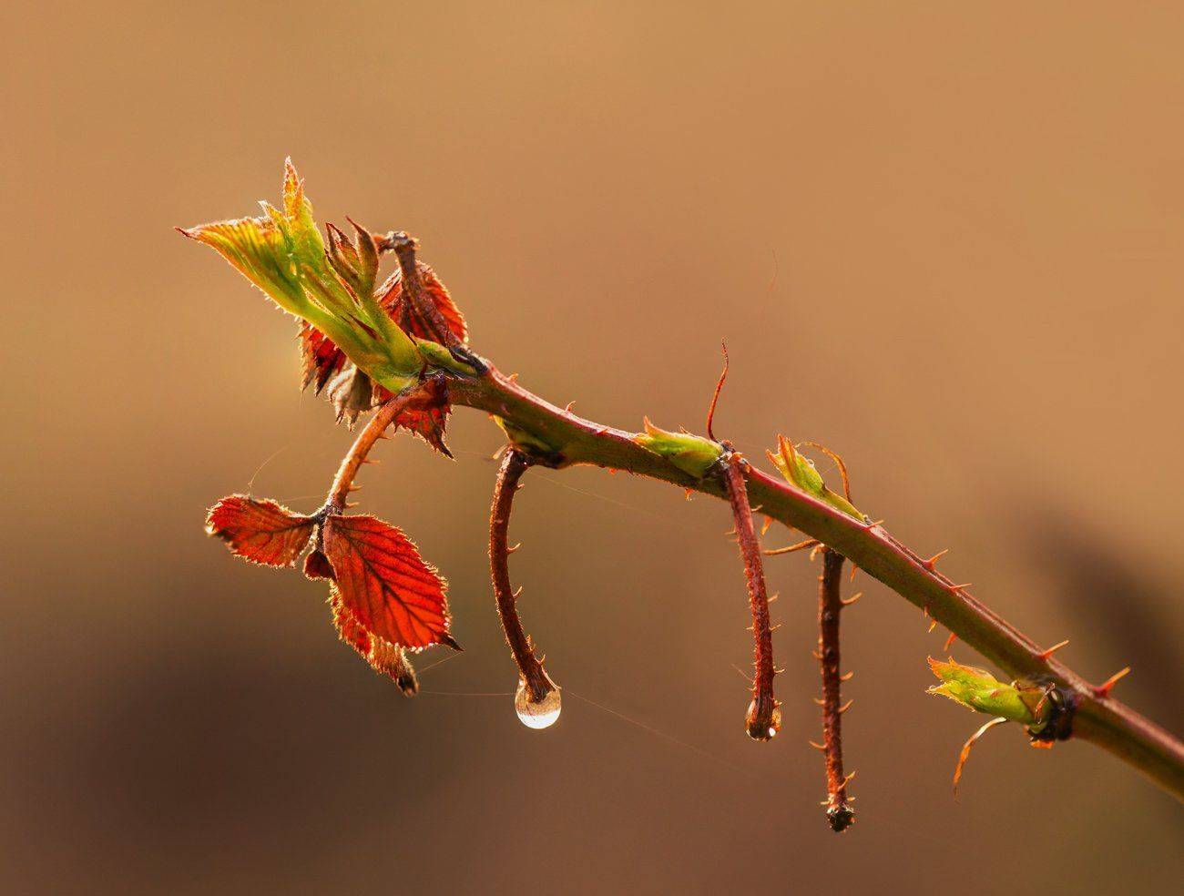 , Галанзовская Оксана