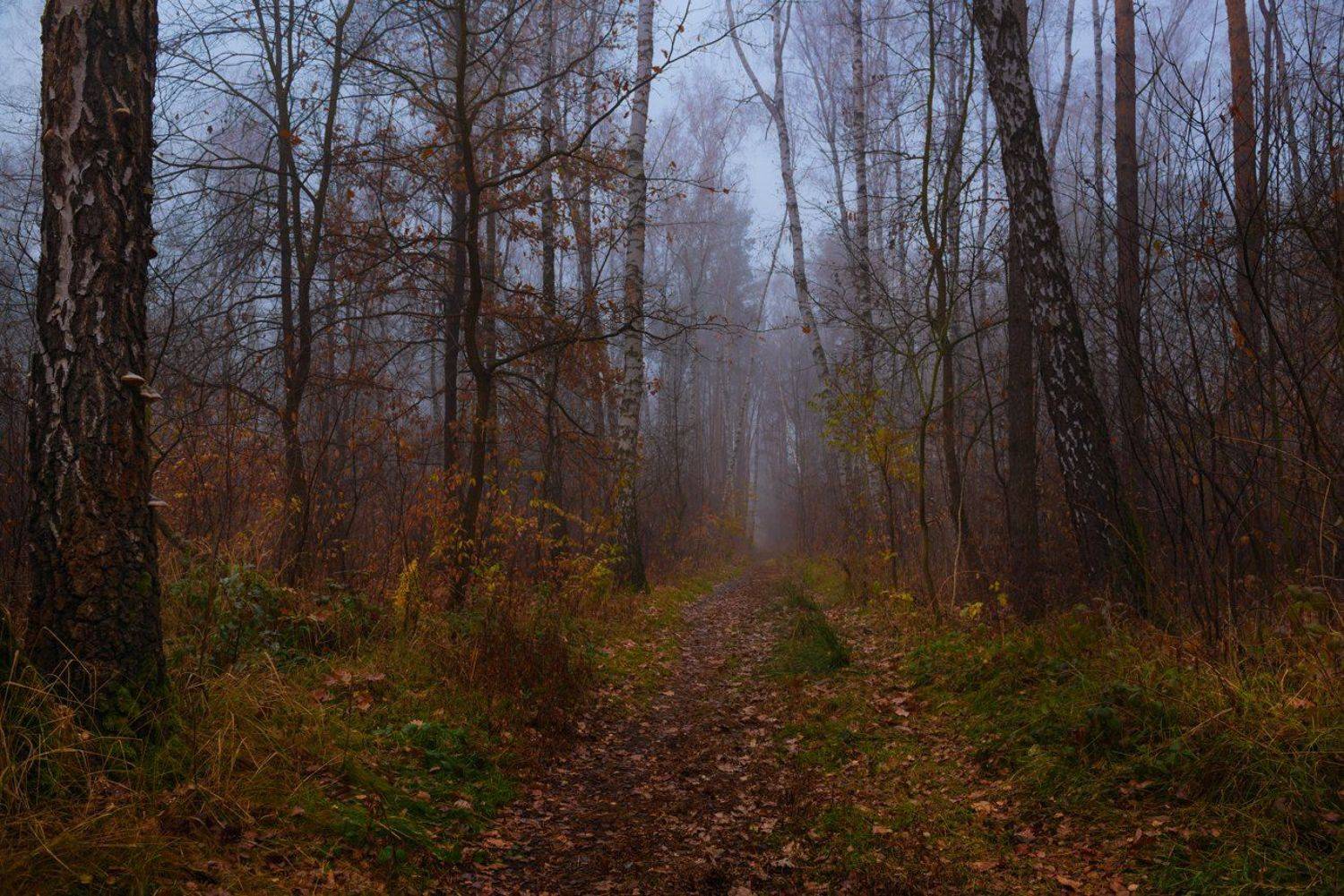 осень, лес, туман, Галанзовская Оксана